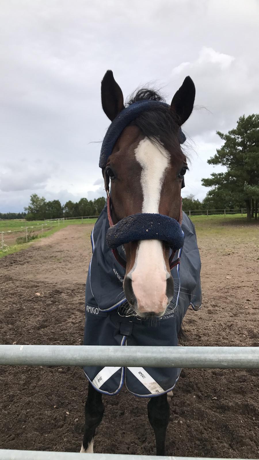 Dansk Varmblod Crumelur kilen billede 11