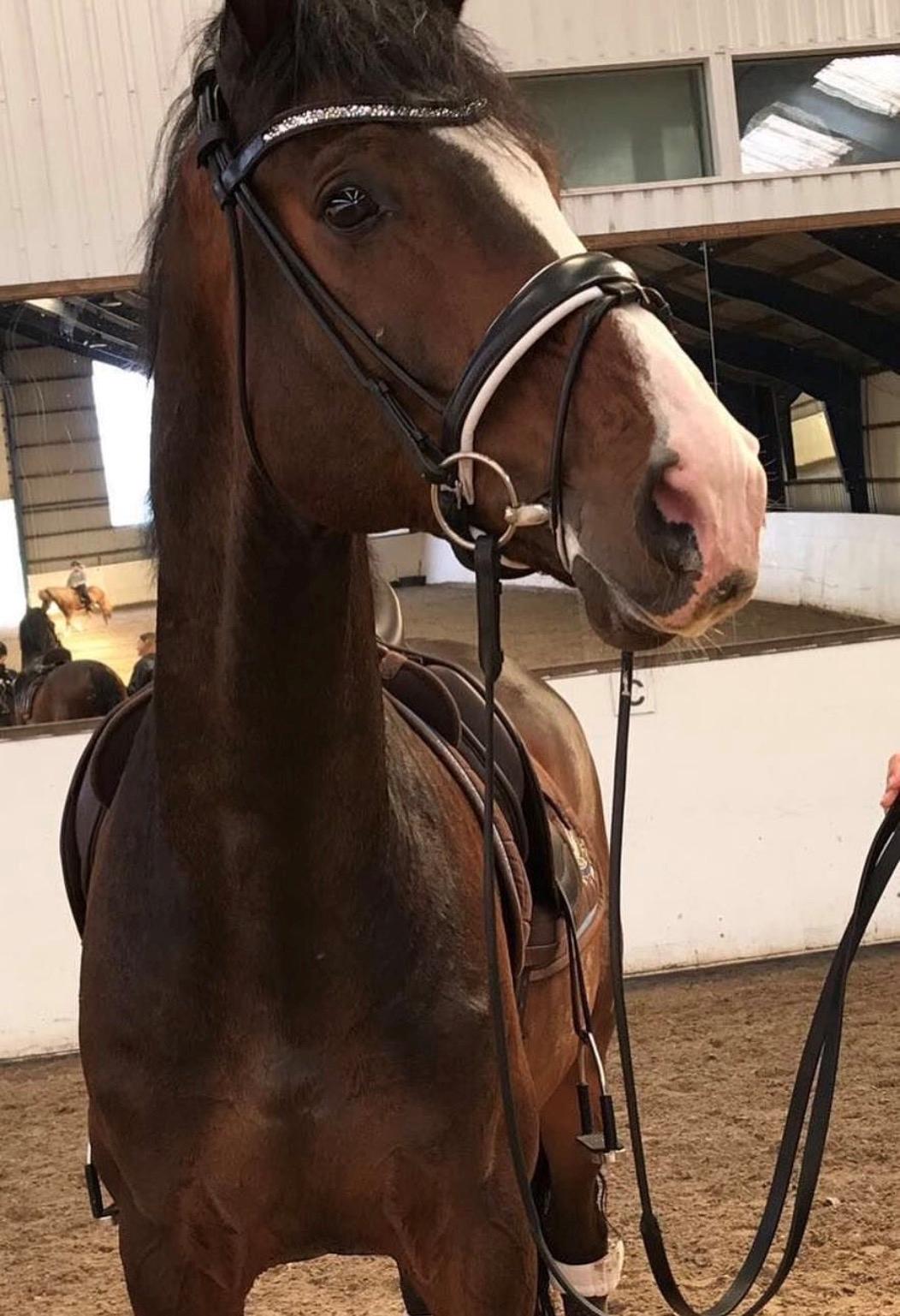 Dansk Varmblod Crumelur kilen billede 13