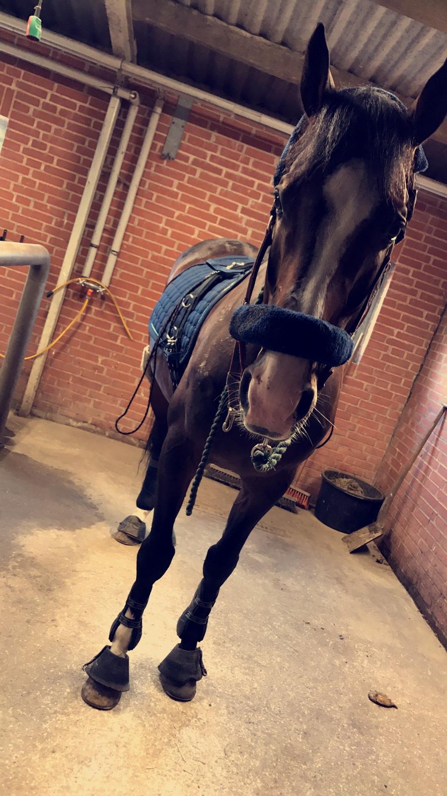 Dansk Varmblod Crumelur kilen billede 15