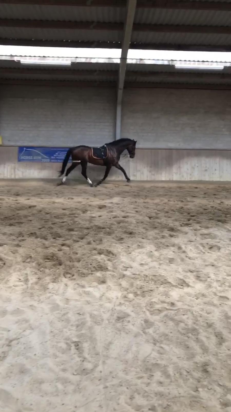 Dansk Varmblod Crumelur kilen billede 6