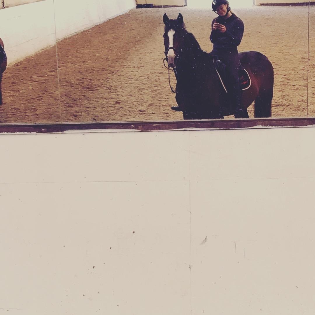 Dansk Varmblod Crumelur kilen billede 16