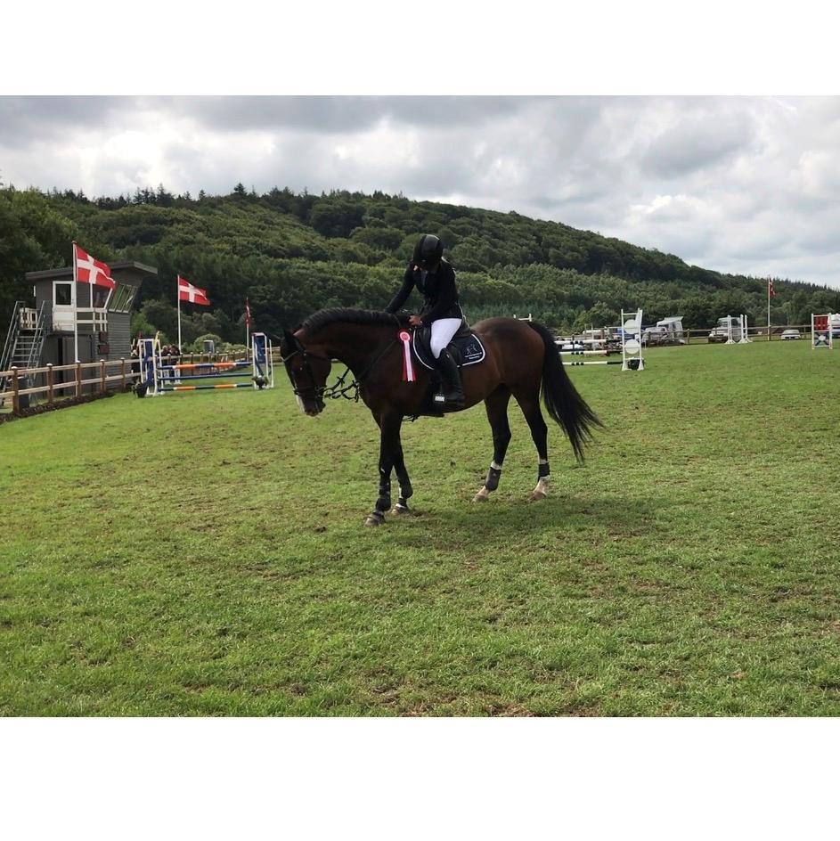 Dansk Varmblod Crumelur kilen billede 8