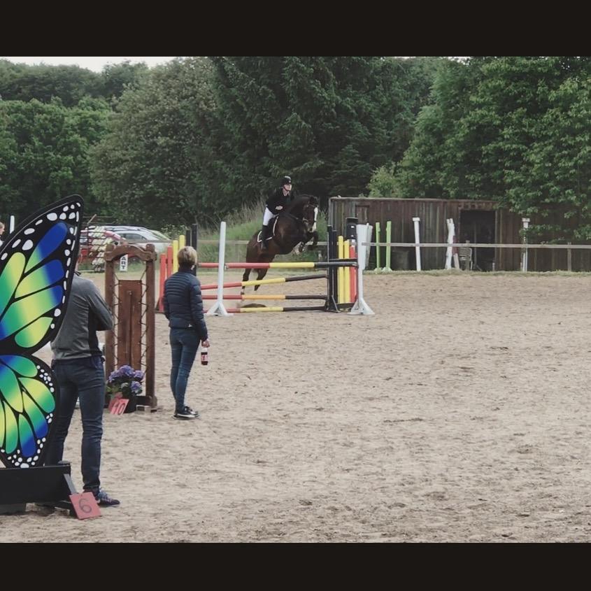 Dansk Varmblod Crumelur kilen billede 10