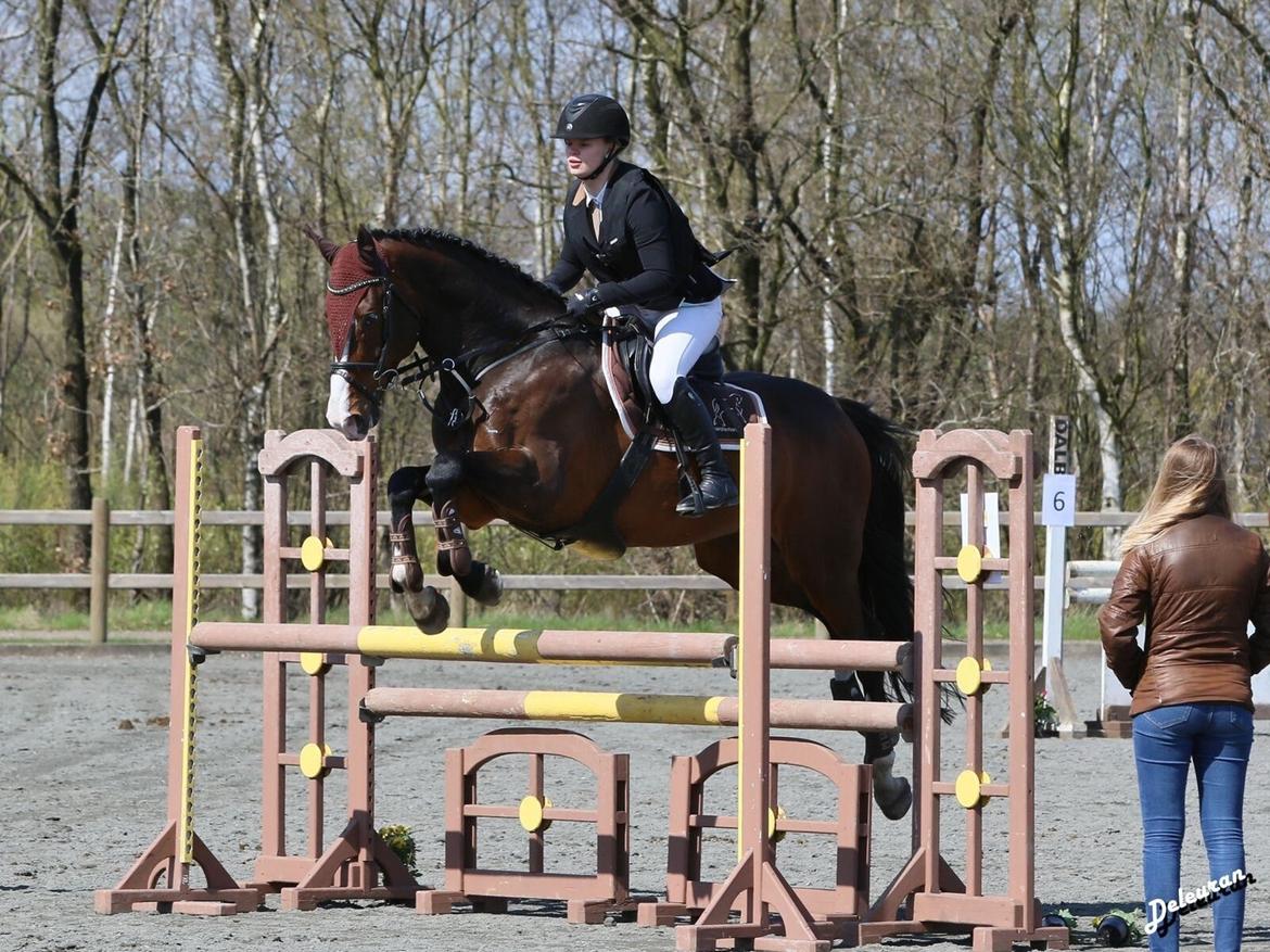 Dansk Varmblod Crumelur kilen billede 2