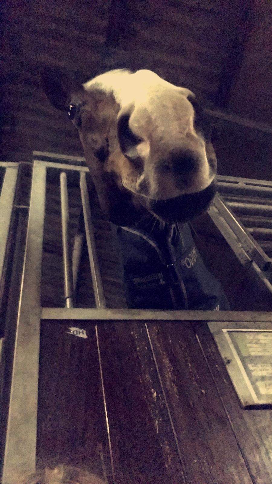 Dansk Varmblod Crumelur kilen billede 17