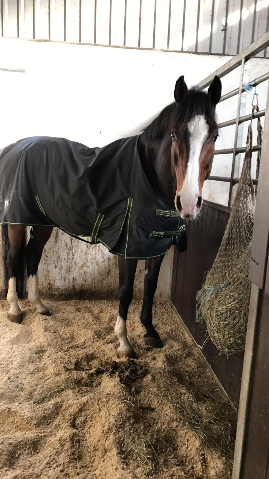 Dansk Varmblod Crumelur kilen billede 14