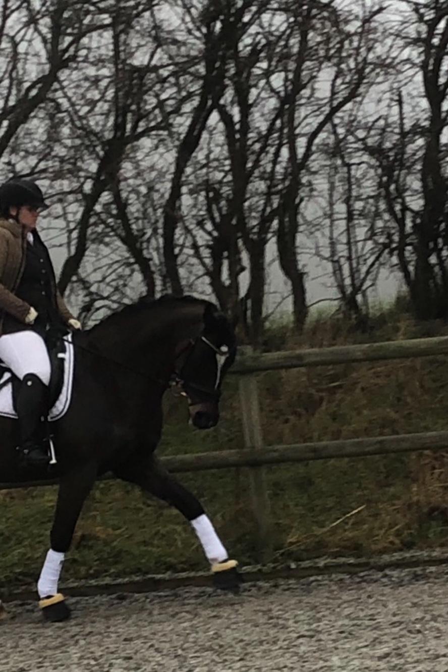 Dansk Varmblod Leana lyngkær billede 7