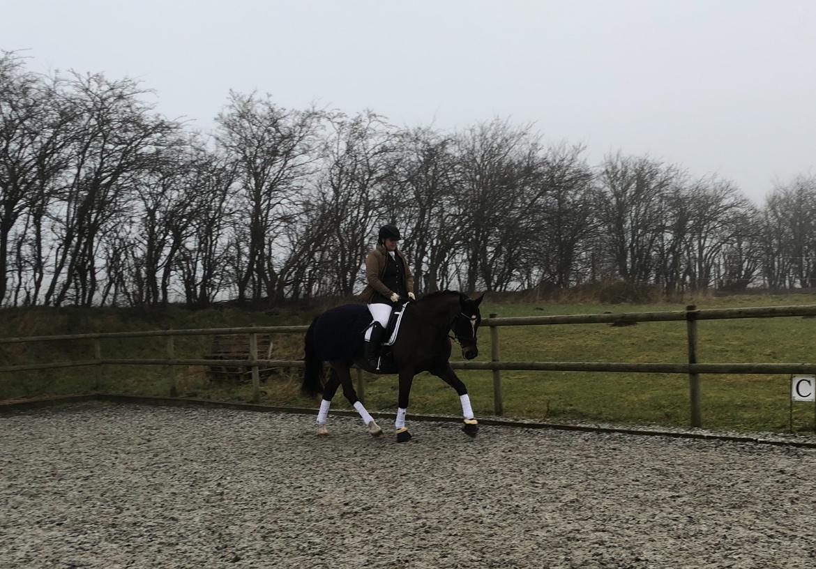 Dansk Varmblod Leana lyngkær billede 8