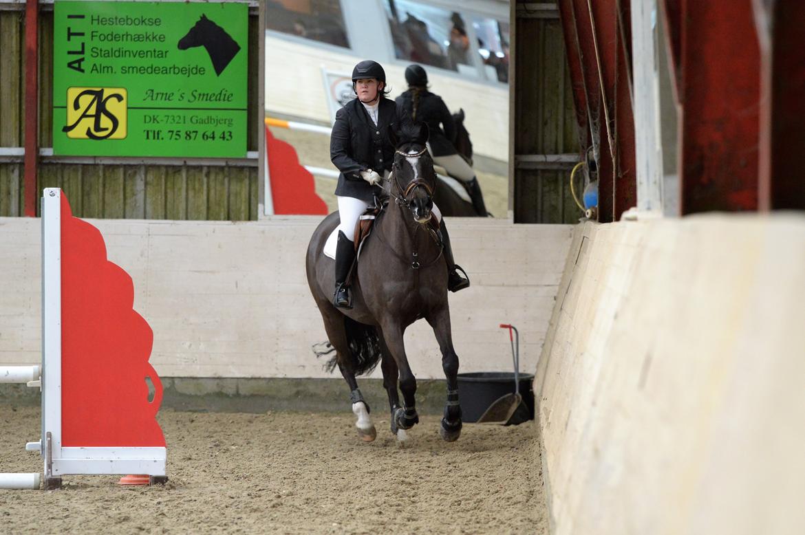 Dansk Varmblod Leana lyngkær billede 18