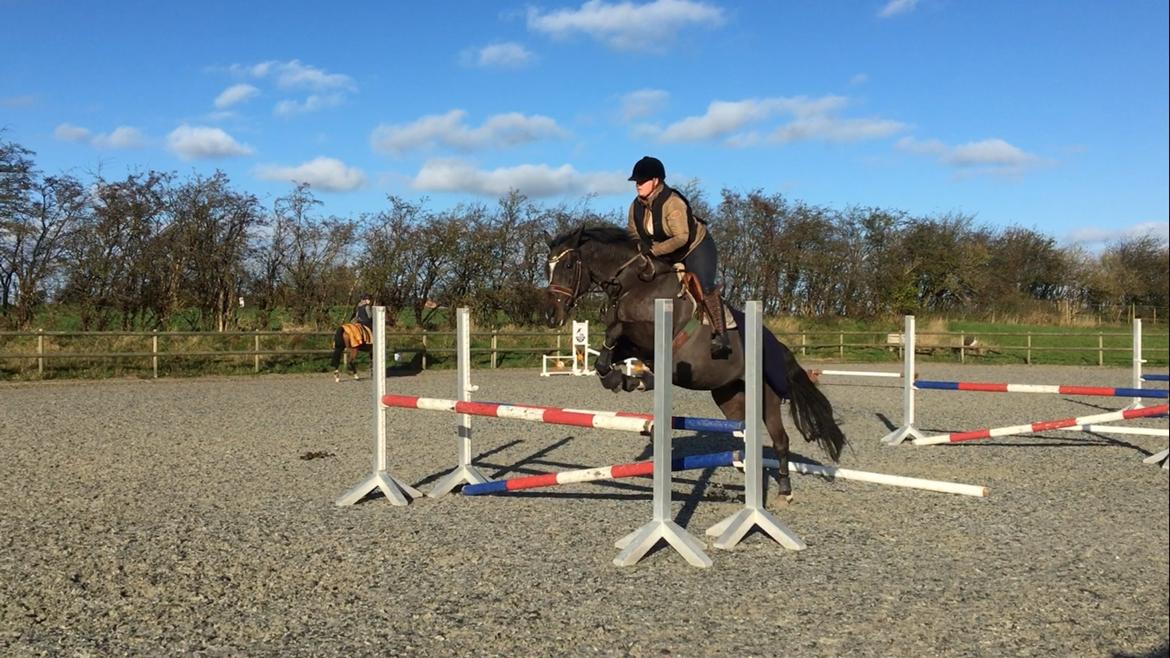 Dansk Varmblod Leana lyngkær billede 14