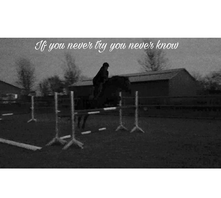 Dansk Varmblod Leana lyngkær billede 15