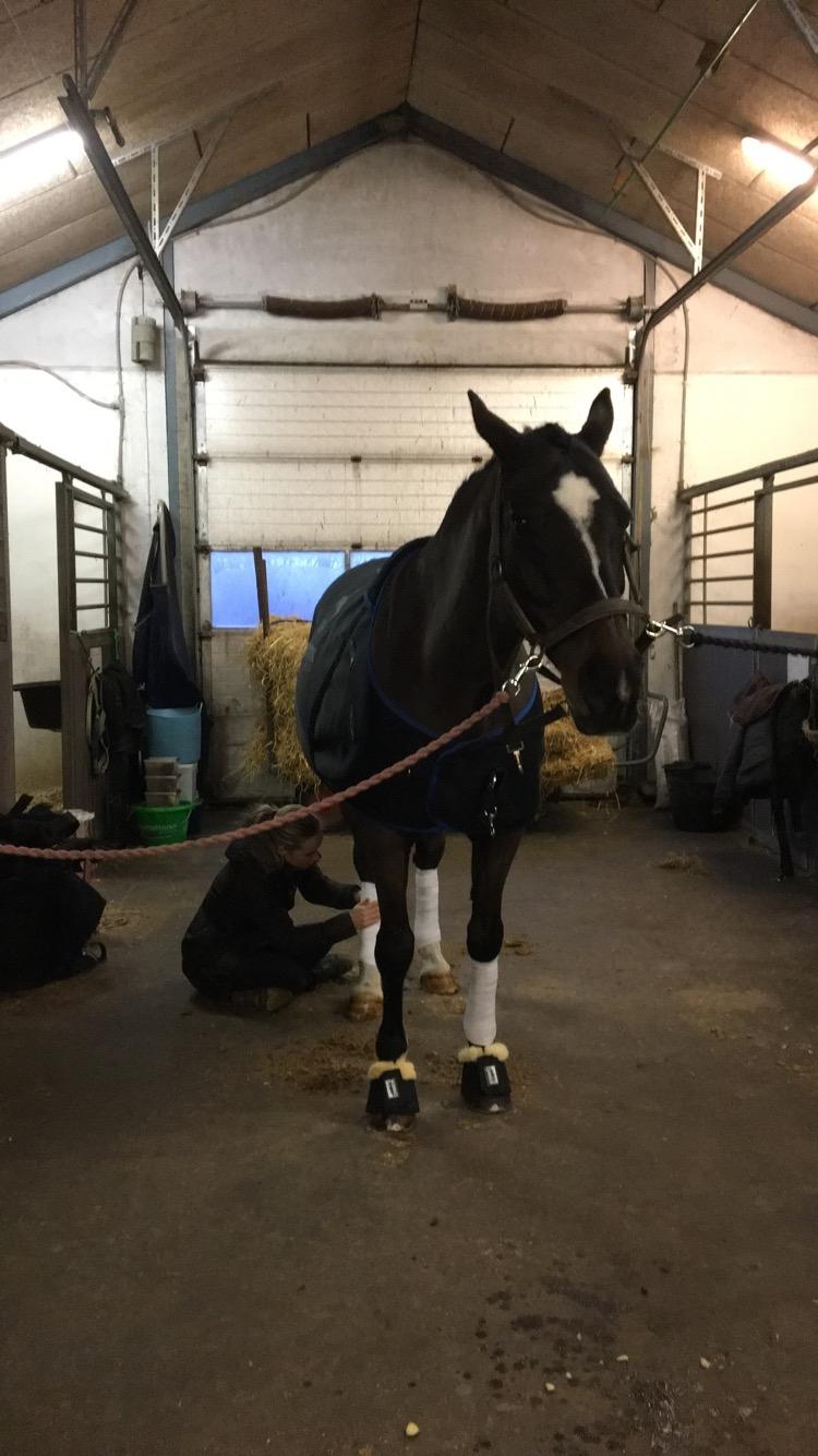 Dansk Varmblod Leana lyngkær billede 20