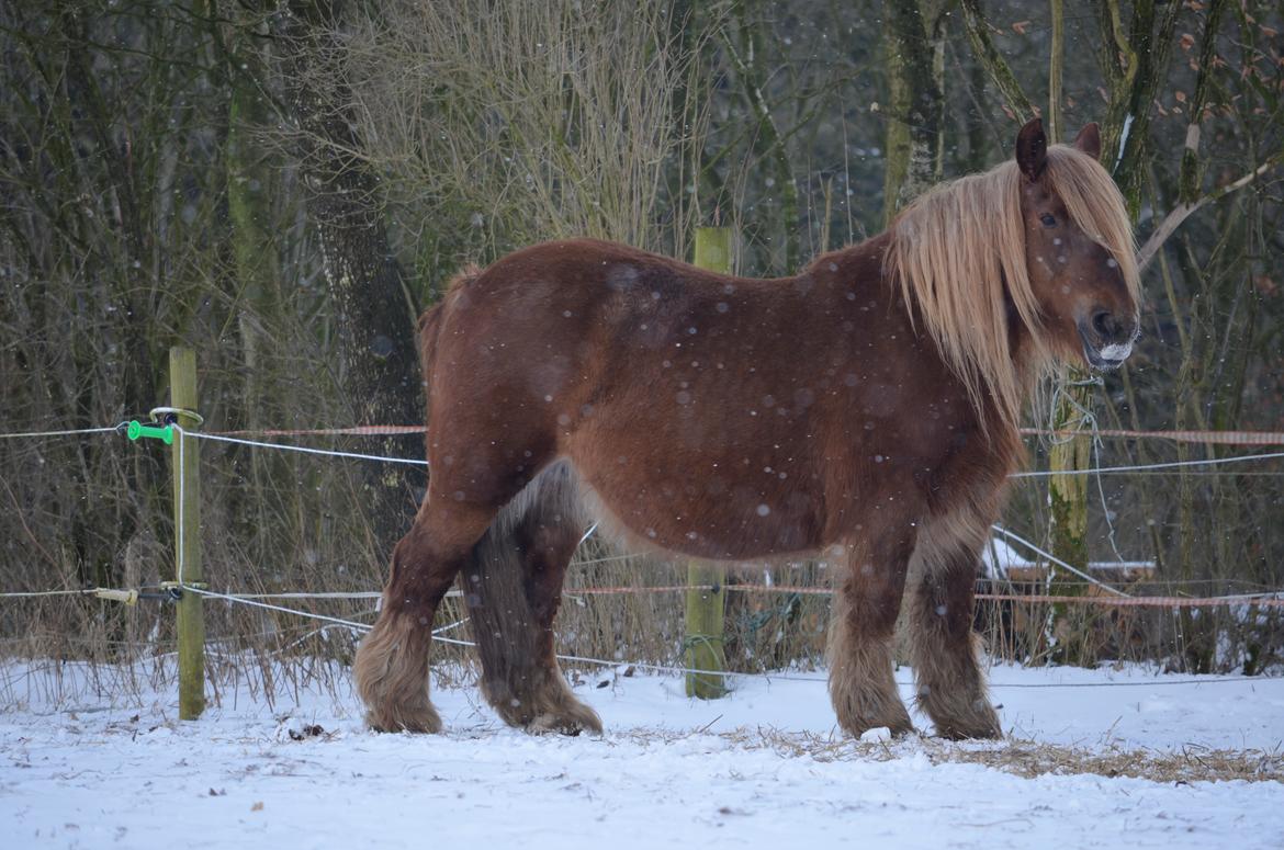 Jyde Mary - 28/01-18 billede 1