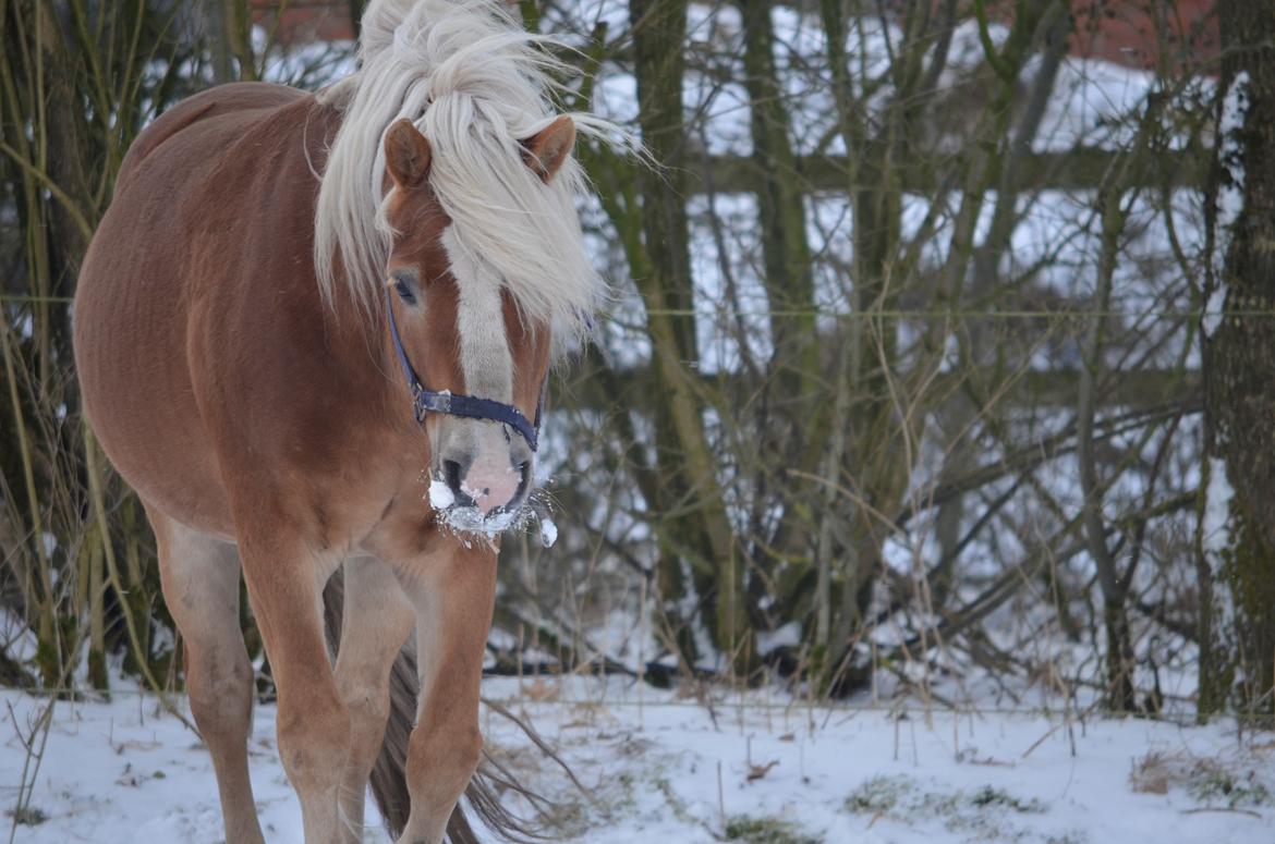 Haflinger Alladin - 28/02-18 billede 1