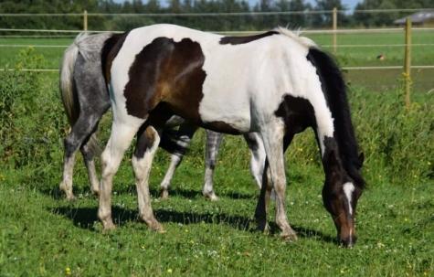 Pinto Skovsmindes Dorejo billede 1