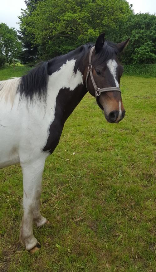 Pinto Skovsmindes Dorejo billede 3