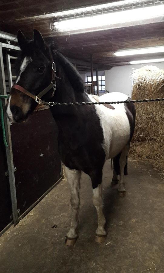 Pinto Skovsmindes Dorejo billede 2