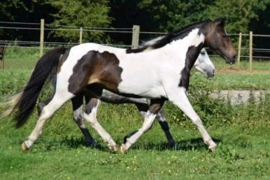 Pinto Skovsmindes Dorejo billede 16