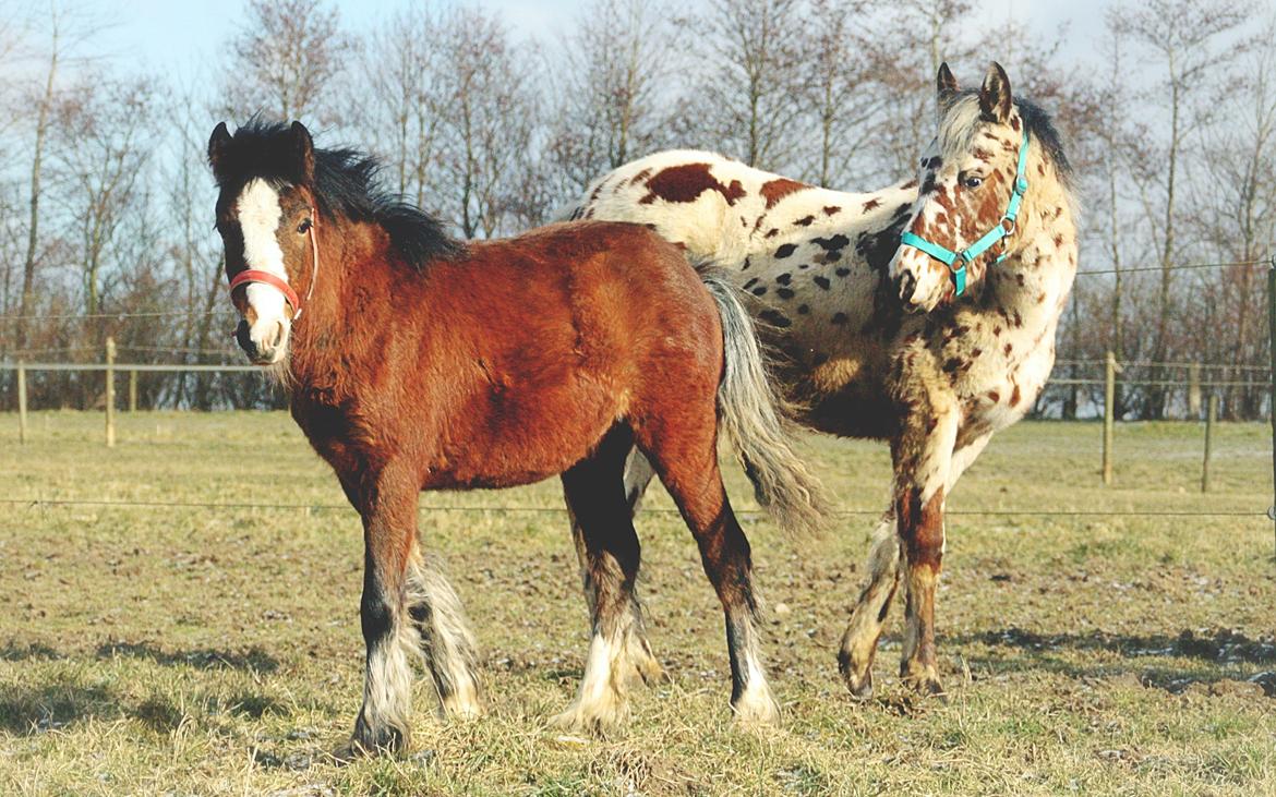 Anden særlig race Leth-Nissen´s SaMo a Coco - velkommen til SaMo´s profil <3 billede 1