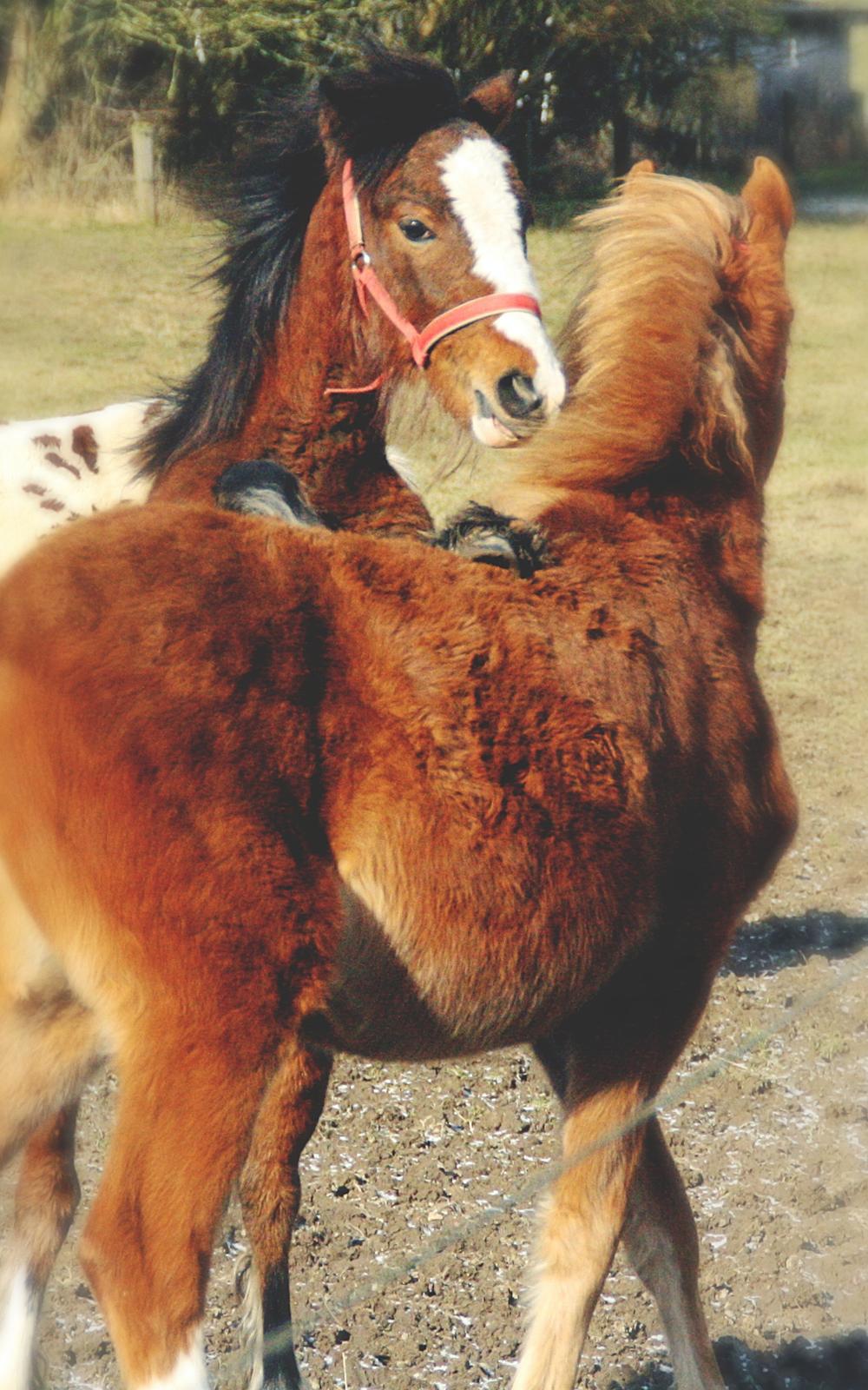 Anden særlig race Leth-Nissen´s SaMo a Coco - SaMo leger med Magic <3 billede 3