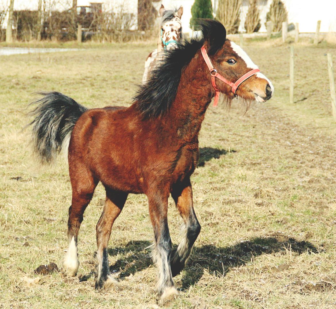 Anden særlig race Leth-Nissen´s SaMo a Coco - Lidt vild hest er man vel og hingst XD billede 5