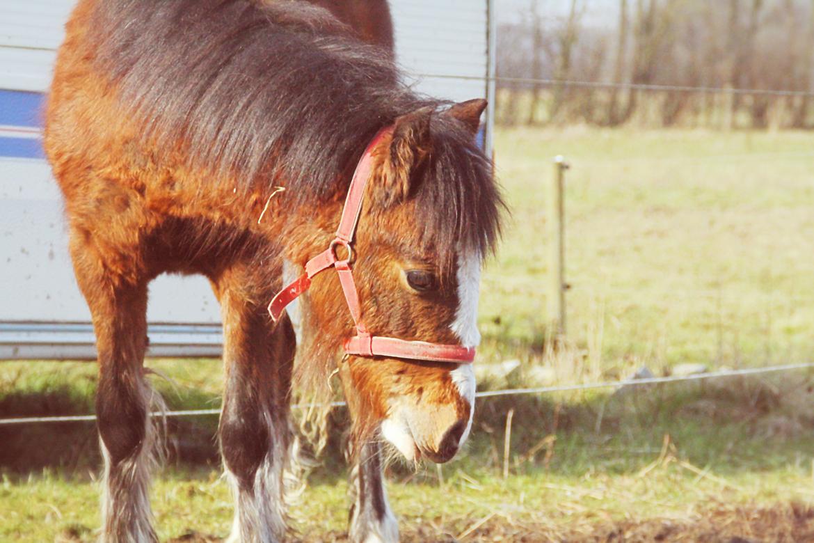Anden særlig race Leth-Nissen´s SaMo a Coco - cutie pie billede 6