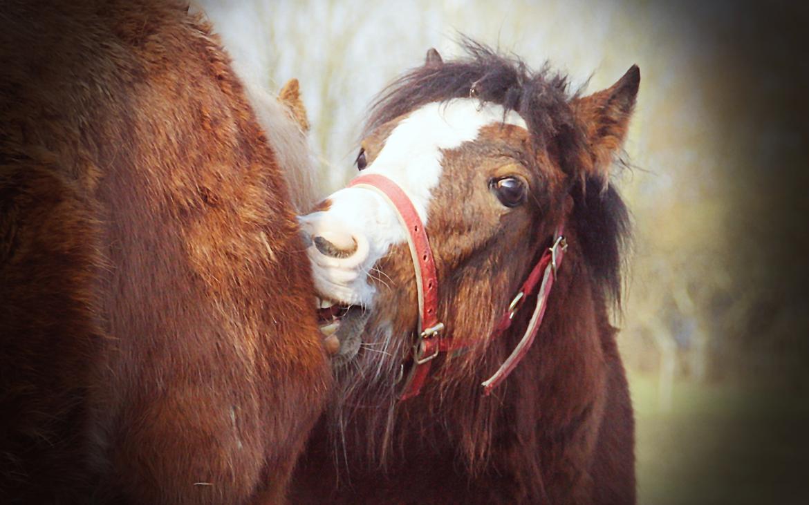 Anden særlig race Leth-Nissen´s SaMo a Coco - det er atid skønt at kunne nusse med sine venner på folden. billede 8