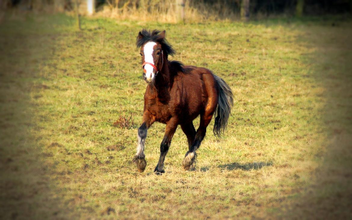 Anden særlig race Leth-Nissen´s SaMo a Coco - tutten på folden. billede 9
