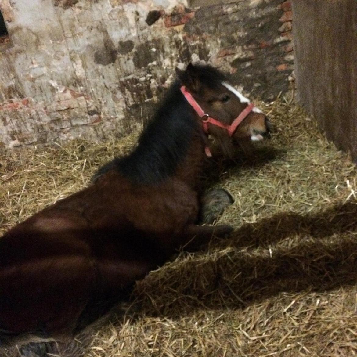 Anden særlig race Leth-Nissen´s SaMo a Coco - et sjælendt øjeblik hvor han lå ned selv om vi kom hen til boksen. billede 4