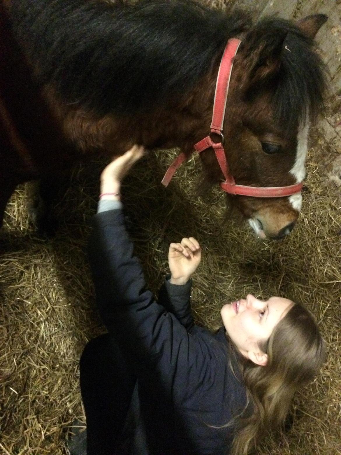 Anden særlig race Leth-Nissen´s SaMo a Coco - tilids opbyggelse. <3 med min skønne kæreste og SaMo billede 7