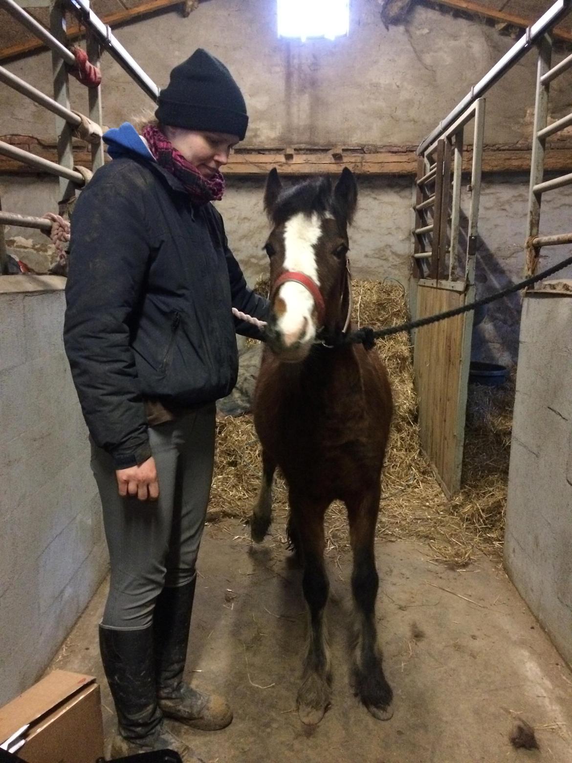 Anden særlig race Leth-Nissen´s SaMo a Coco - Første gang bundet på stald gangen. <3 billede 10
