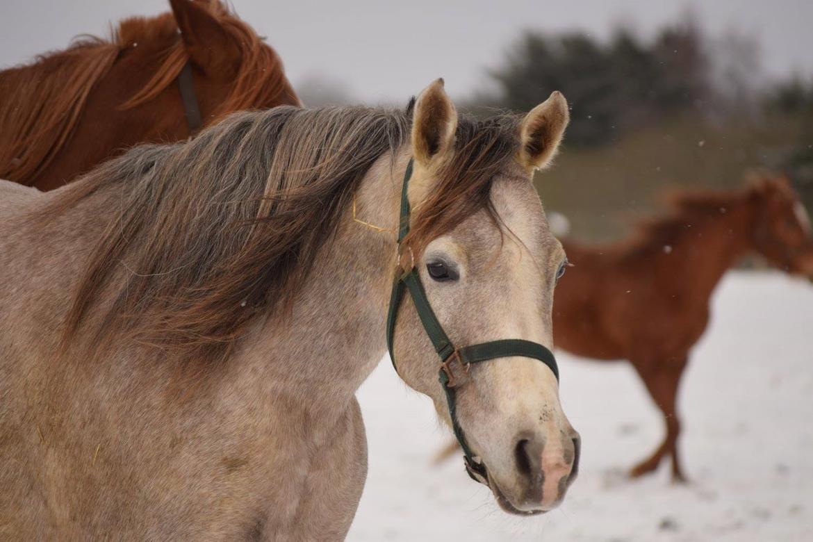 Arabisk fuldblod (OX) Ki Kamara billede 1