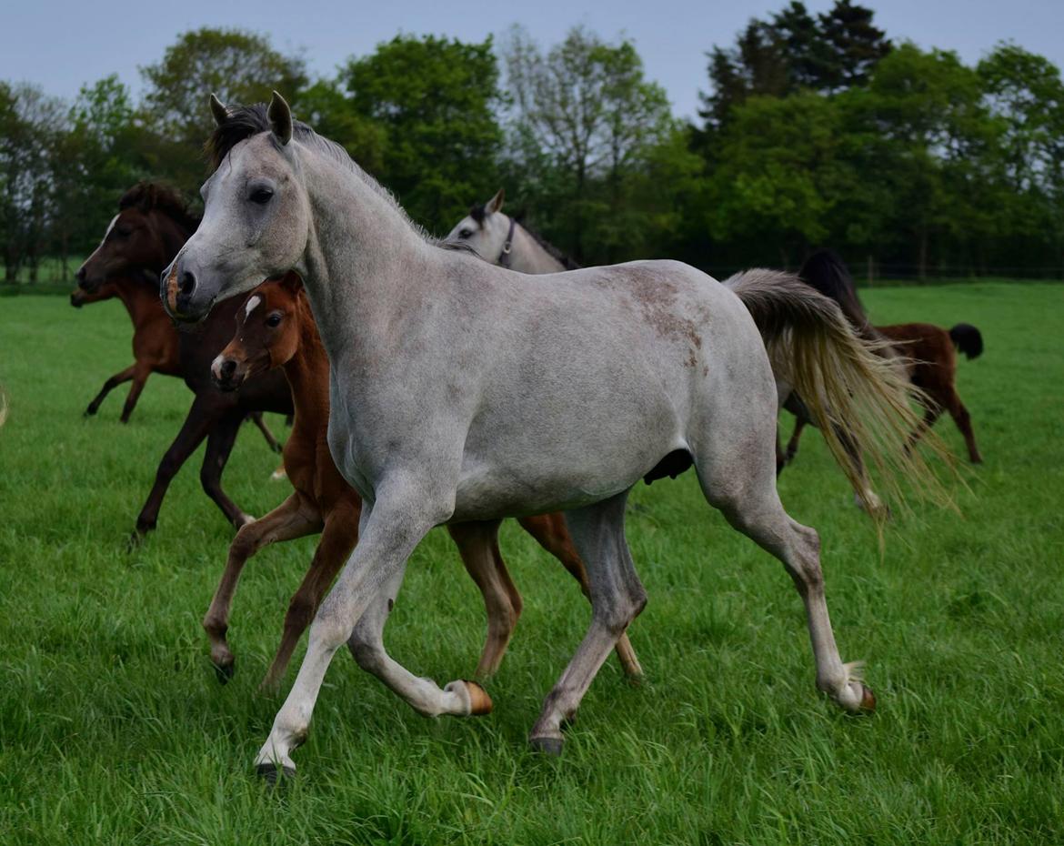 Arabisk fuldblod (OX) Ki Kamara billede 3