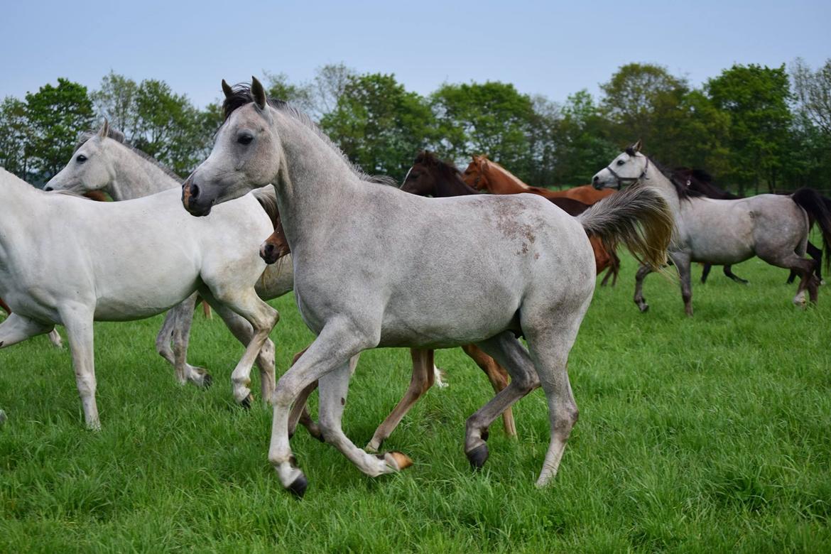 Arabisk fuldblod (OX) Ki Kamara billede 4