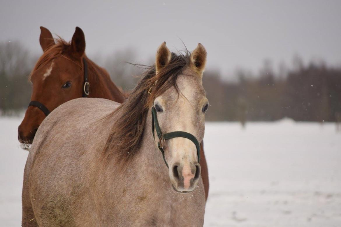 Arabisk fuldblod (OX) Ki Kamara billede 2