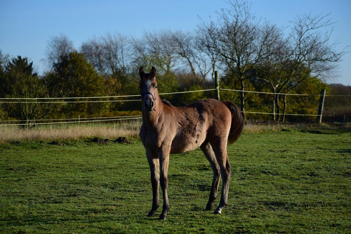 Arabisk fuldblod (OX) Ki Kamara billede 5
