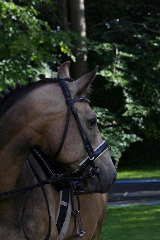 Anden særlig race Roosgårdens Cherie billede 2