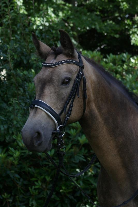 Anden særlig race Roosgårdens Cherie billede 1