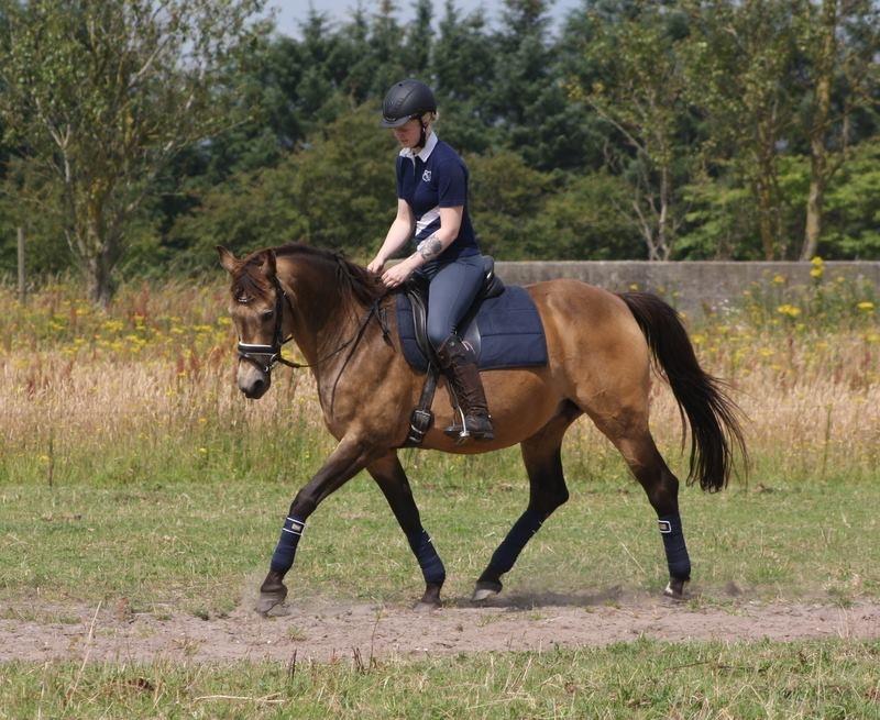 Anden særlig race Roosgårdens Cherie billede 3