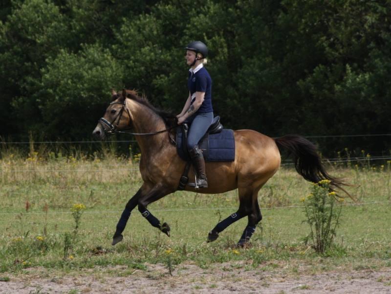 Anden særlig race Roosgårdens Cherie billede 5