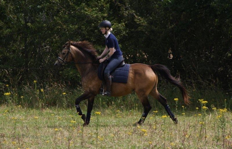 Anden særlig race Roosgårdens Cherie billede 6