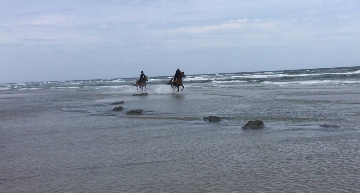 Anden særlig race Roosgårdens Cherie billede 9