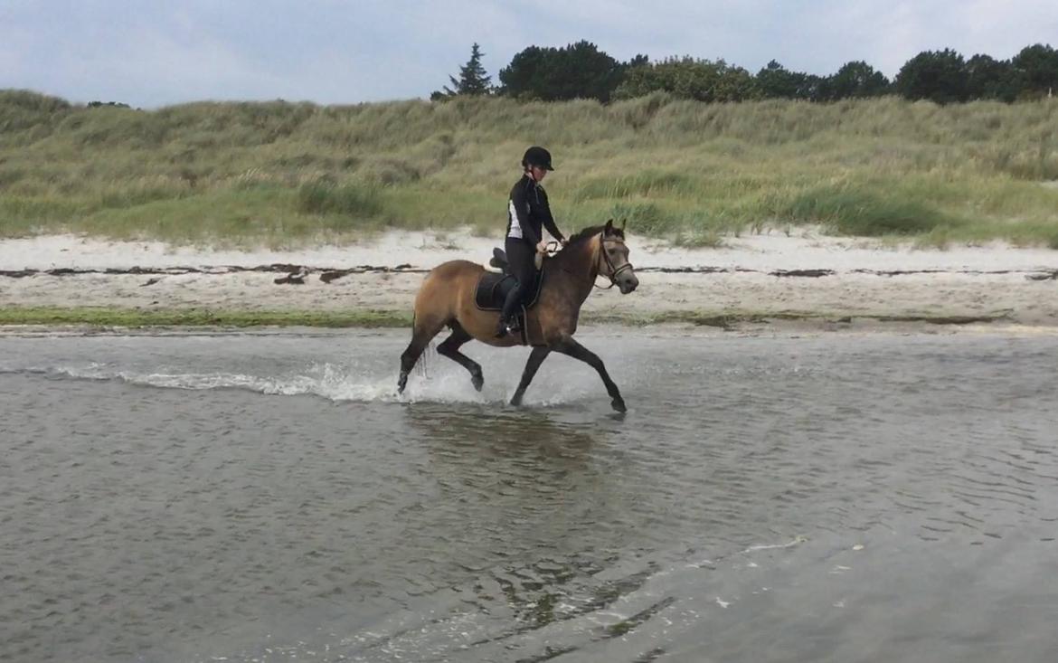 Anden særlig race Roosgårdens Cherie billede 8