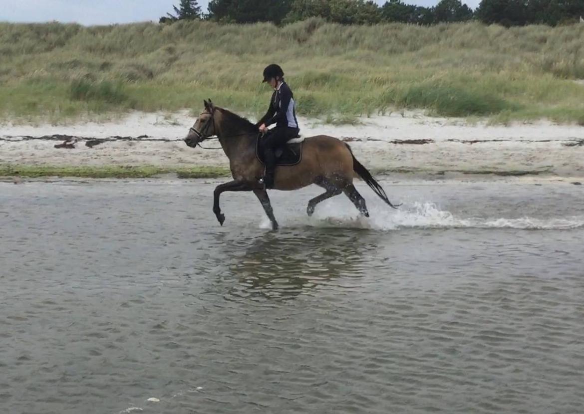 Anden særlig race Roosgårdens Cherie billede 21