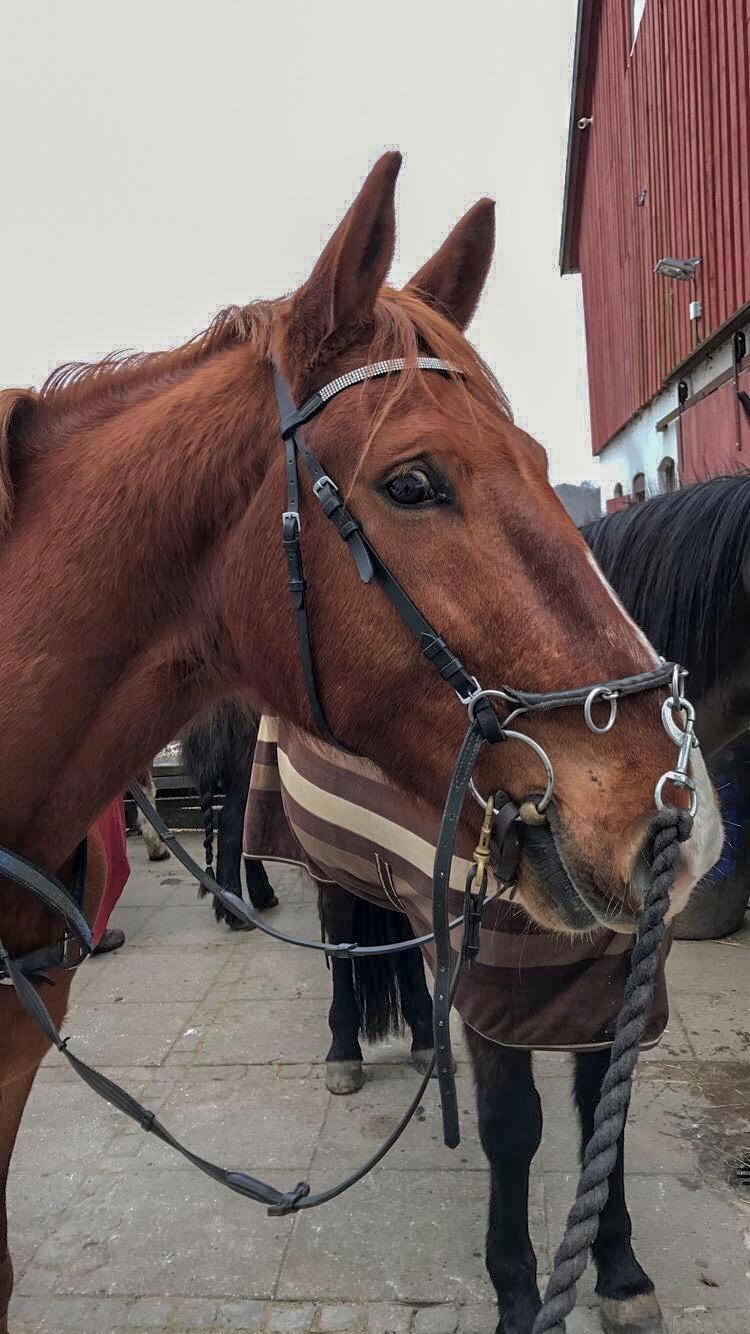 Frederiksborg Aslan billede 20