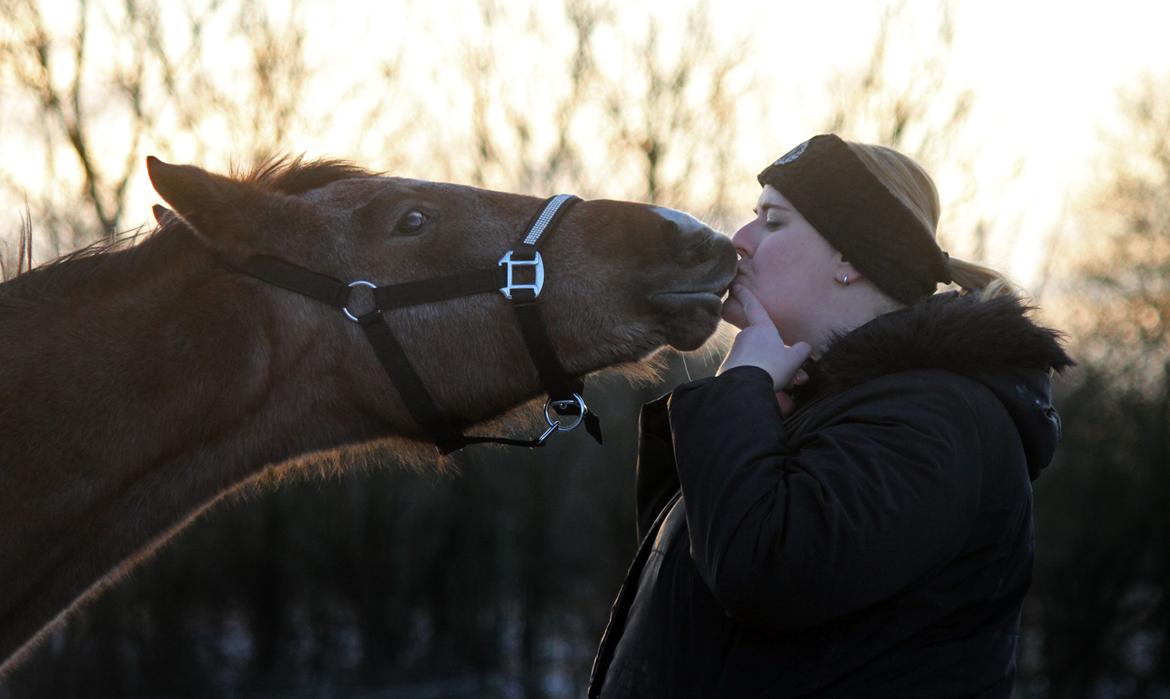Dansk Varmblod Rosengårdens Prima Donna - NYT: Dejlige Prima <3 billede 7