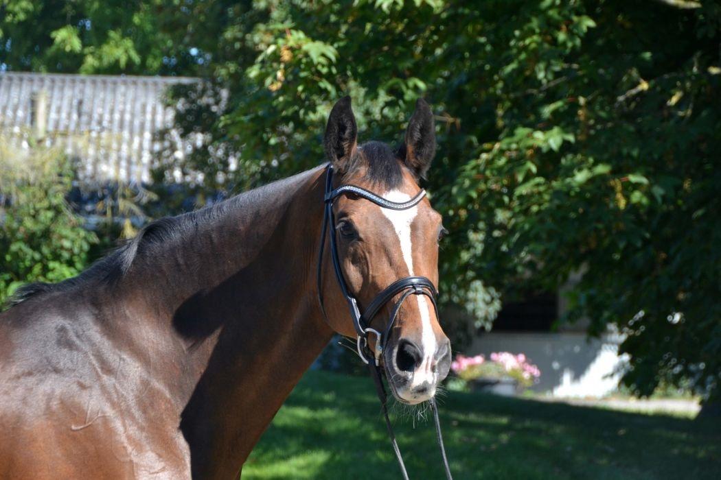 Dansk Varmblod Vemmetofte cosima billede 1