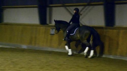 Dansk Varmblod Vemmetofte cosima billede 3