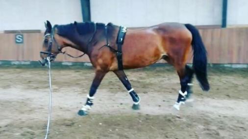 Dansk Varmblod Vemmetofte cosima billede 4