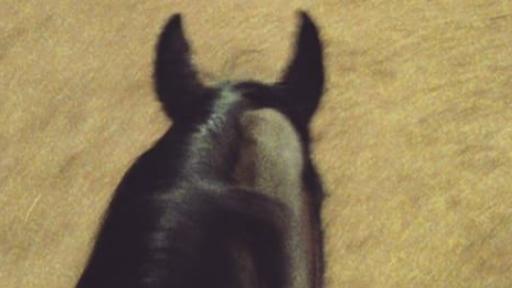 Dansk Varmblod Vemmetofte cosima billede 5